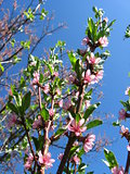Blossoming tree of peach