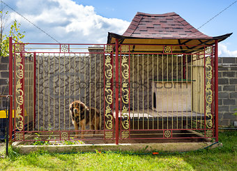 House for the dog