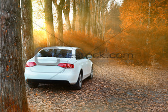 Vehicles in the autumn forest