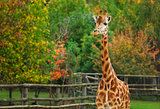 Giraffe animal in nature