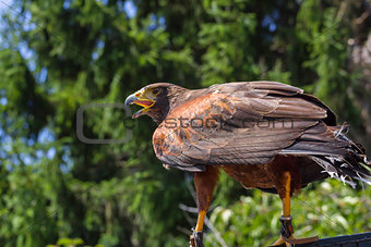 Big and powerful bird of prey hawk