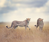 Two Cheetahs Walking
