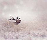 Elk in Winter 