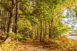 Forest Trail in Fall