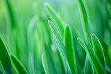 Green grass. Soft focus