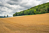 Wheatfield in Franconia Germany