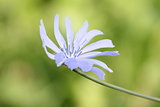 Chicory Plant Flower (Cichorium intybus)
