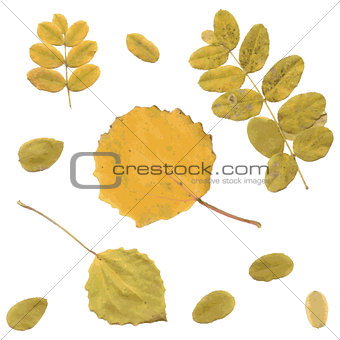 Autumn rowan, birch or Betula, aspen or Populus tremula leaves