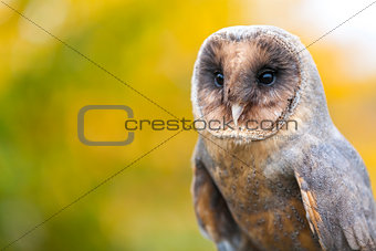 Melanistic or Black Barn Owl