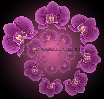 The spiral of orchids