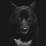Black eskimo dog