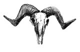 goat skull on a white background