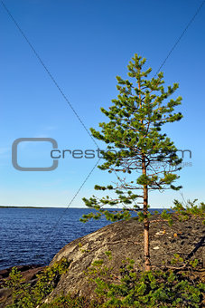Karelian landscape: lone pine tree on a rock. Russia