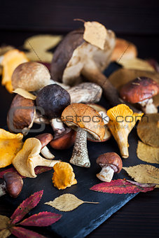 Mix of autumn wild forest edible mushrooms