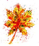 Maple Leaf Painting