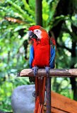 Parrot standing on wooden pole