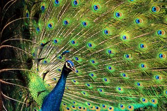 Peacock with feathers stand out