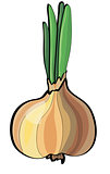 Orange fresh onion on white background.