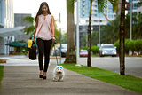 Businesswoman Commuting To Office With Her Dog