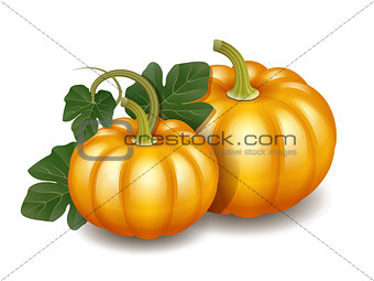 Two orange autumn pumpkins with green leaves