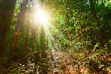 tropical forest and sunshine in Thailand