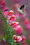 Hummingbird with pink flower over green background