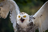 Detail of Snowy Owl with Beak Open on Dark Background