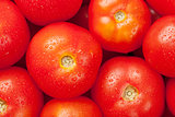Fresh garden red tomatoes