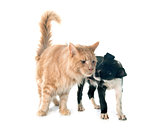 puppy border collie and maine coon