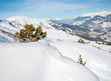 Panoramic view over a snowy slope with young pine tree