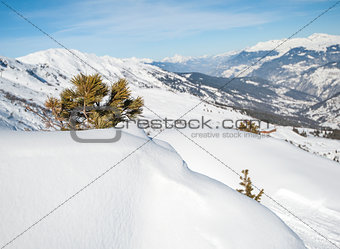Panoramic view over a snowy slope with young pine tree