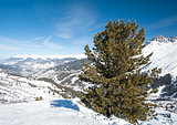 Panoramic view over a snowy slope with pine tree