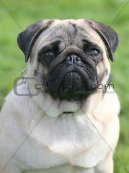The portrait of Pug dog on a green grass lawn