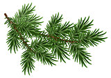 Fur-tree branch. Green fluffy pine branch