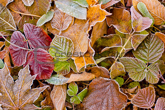 autumn leaves and frost
