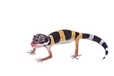 Leopard gecko Eublepharis macularius isolated