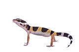 Leopard gecko Eublepharis macularius isolated