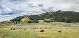 Lamar Valley Bison Herd