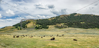 Lamar Valley Bison Herd