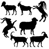 vector zodiac sign - Goat Year