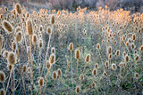 dry thistle field at fall sunset