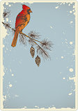 Pine branch and cardinal bird