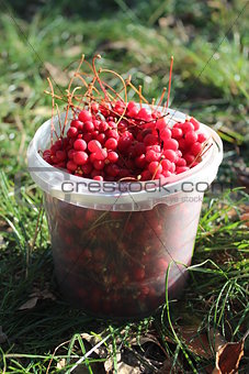 red ripe schisandra in the bucket