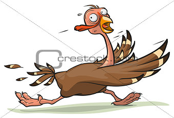 Thanksgiving turkey runs