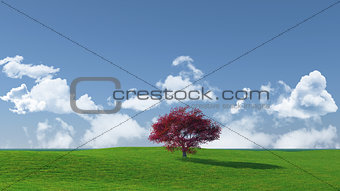 Widescreen tree landscape