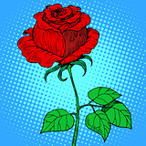 Rose red flower