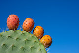 Cactus with fruits against a deep blue sky