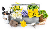Spring flowers in wooden box with garden tools