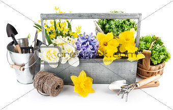 Spring flowers in wooden box with garden tools