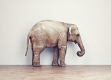 elephant calm in the room